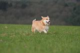 CORGI PEMBROKE 1457